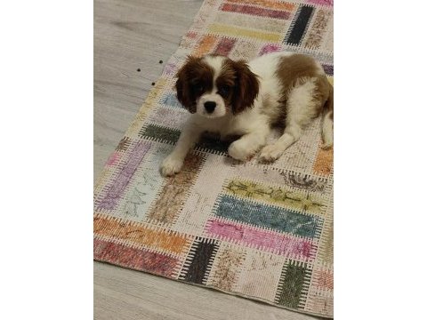 Ev ortamından safkan yavru köpekler