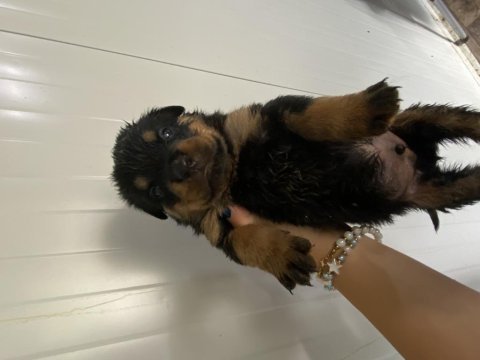 Rottweiler yavrular 6 adet