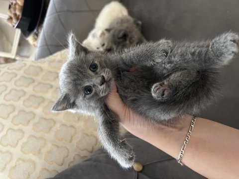 British longhair yavrular