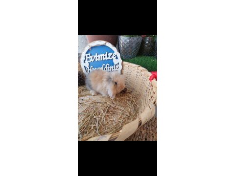 Teddy lop tavşanı yavruları
