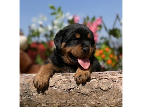 Heybetli üst kalite rottweiler yavrular