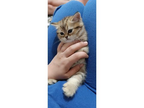 Uygun puanlı british golden tabby 50 günlük british longhair