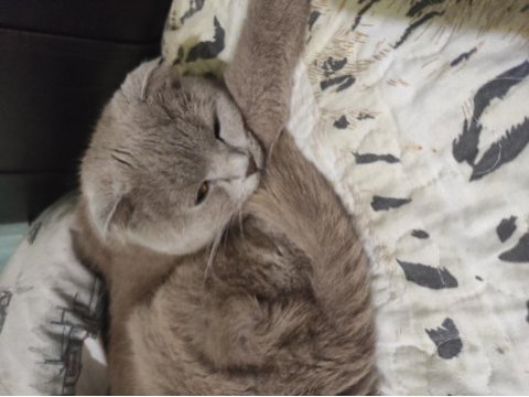 Scottish fold kedisi 1 yaşında