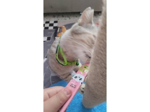 Evcil british shorthair dişi