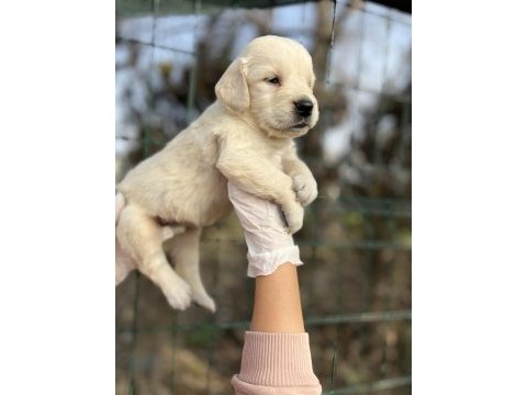 Bebek yüzlü ırk garantili golden retriever yavrular