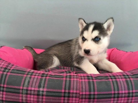 Husky bebekler (her renk)