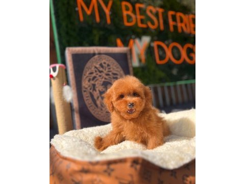 Mini toy poodle yavrular