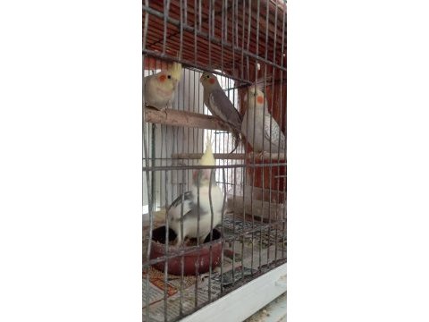 Ele alışık pied grey lutino sultan yavrular yeme düştü
