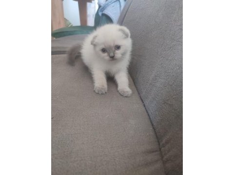 44 günlük scottish fold yavrular
