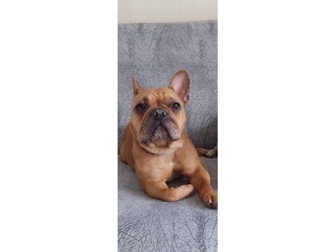 Acil satılık french bulldog