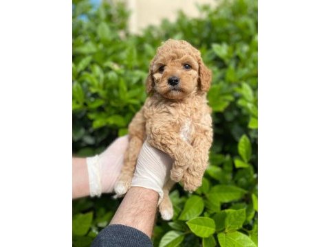 Sevimli toy poodle yavrusu