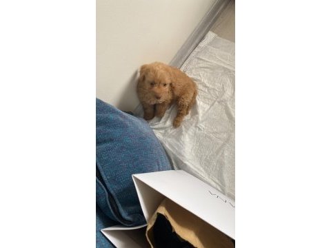 2 aylık orjinal toy poodle