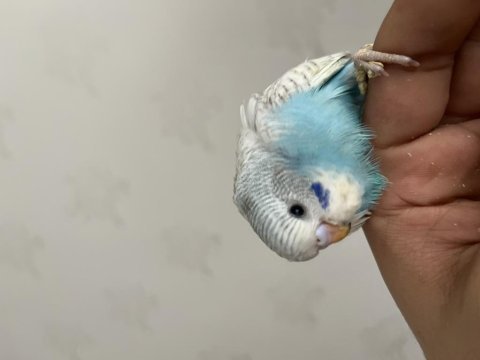 Yeni yeme düşmüş bebek muhabbet kuşu