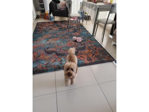 Toy poodle tüm aşıları tam
