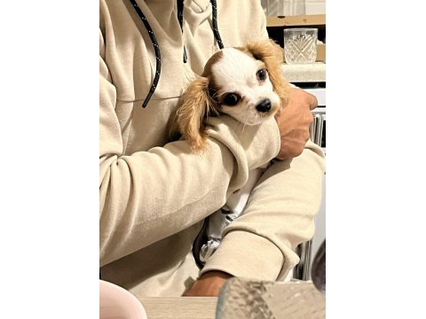 Minik cavalier king charles kızımız