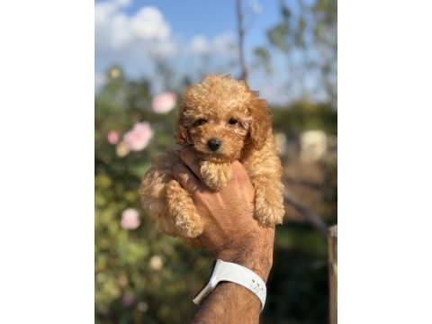 Teacup boy red brown poodle köpekler
