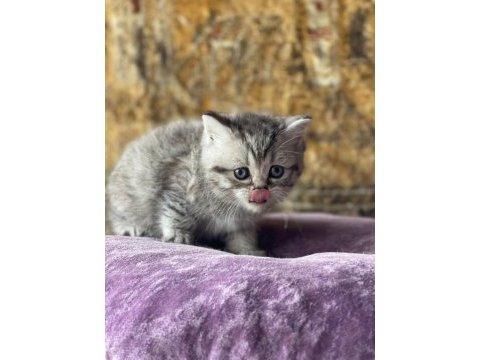 Full orjinal silver shorthair