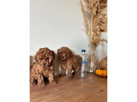 Oyuncak boyutlu tatlış toy poodle bebekler
