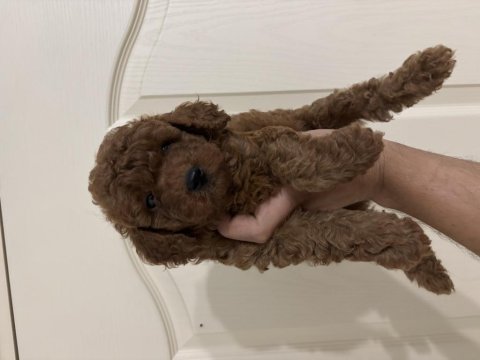 Erkek red toy poodle
