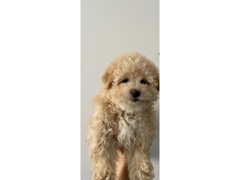 Sağlıklı dişi maltipoo