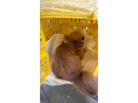 Şivava dişi ve erkek