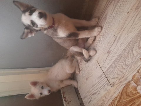 Sibirya kurdu yavrularımız 2 aylıktır