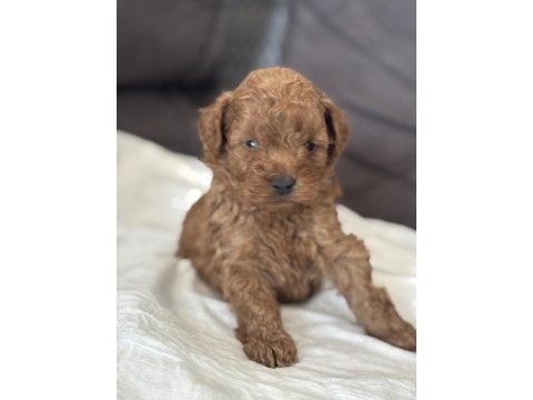 Harika kalitede toy poodle yavrularımız