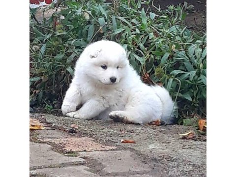 Samoyed yavrularımız ırk garantilidir