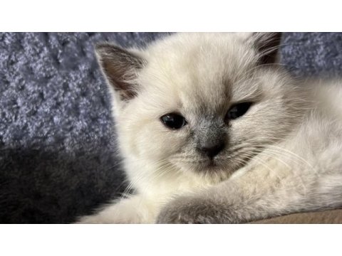 British shorthair blue point yavrularımız
