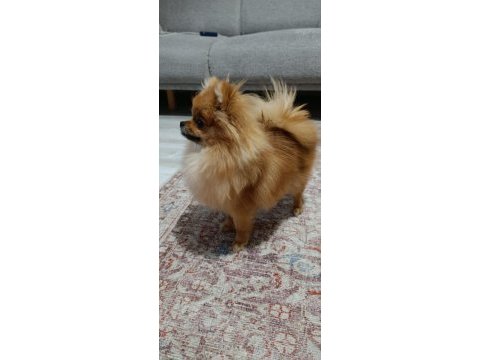 Pomeranian boo erkek ve dişi yavrularımız