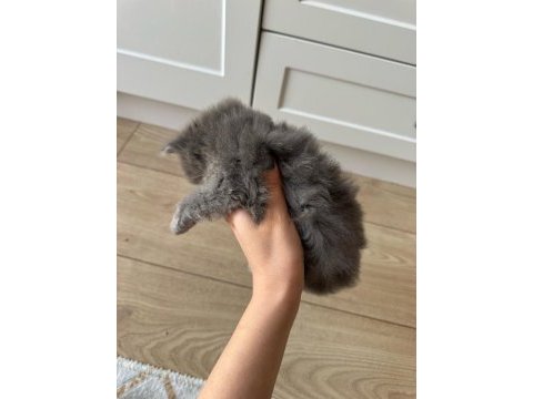 British longhair yavru