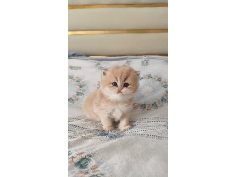 Özel renk chocolate golden british longhair