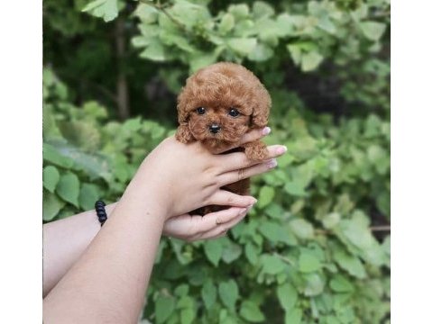 Eşsiz poodle bebek