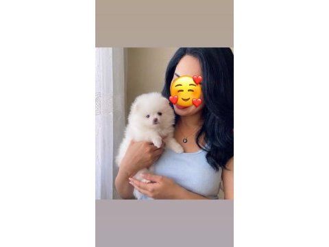 Teacup pomeranian boo dişi bebeklerimiz