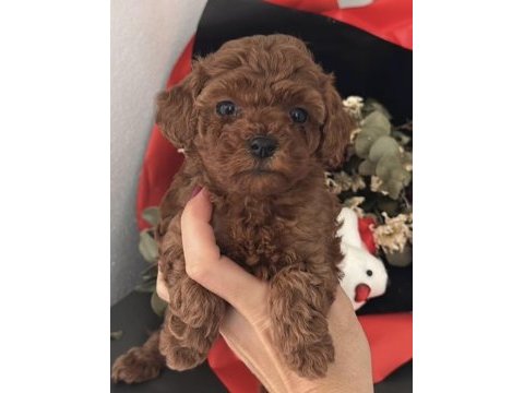Safkan kore bebekler toy poodle