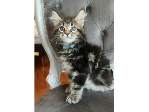 Xxxl main coon orman rengi kedimiz