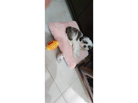 4 aylık shih tzu dobby yeni yuvasını arıyor