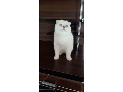 Şampiyon anne ve babadan scottish fold yavrular