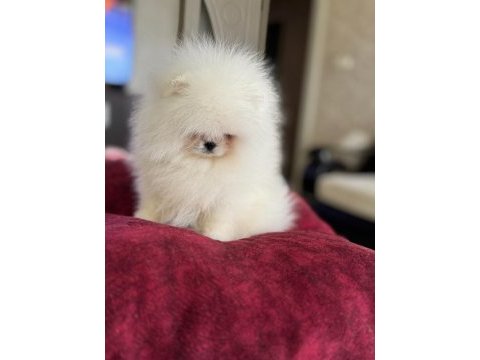 Kraliçe gibi pomeranian boo dişi