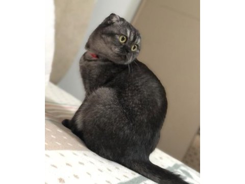 Kedimiz hira yeni yuvasını arıyor