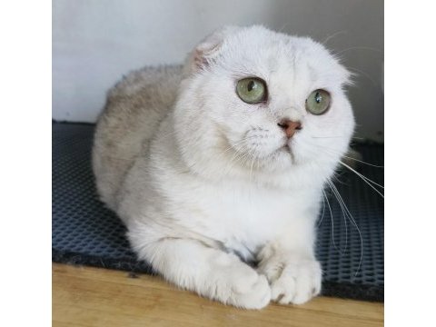 Scottish fold shorthair bs 11 erkek