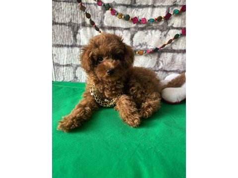 Toy poodle