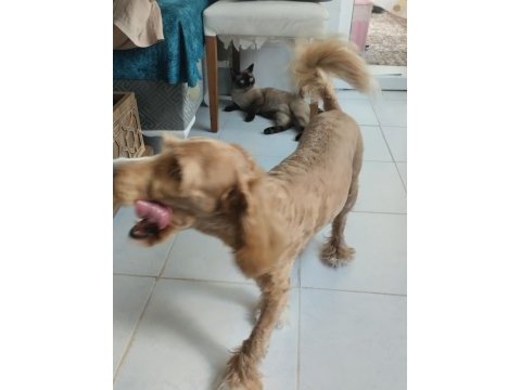 Yedi aylık korea maltipoo