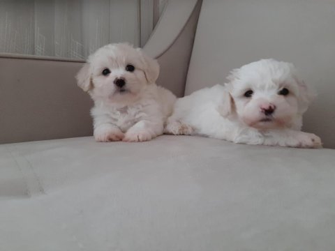Maltese terrier yavru