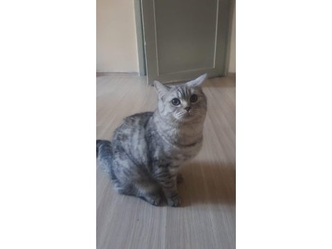 British shorthair kedisi