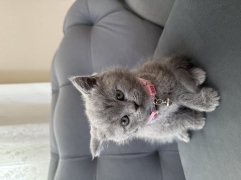 40 günlük dişi british shorthair