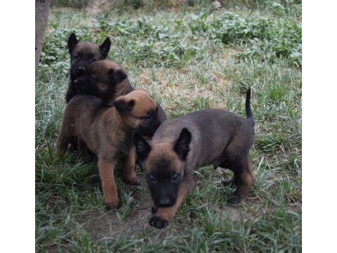 A kalite dişi malinois yavrular