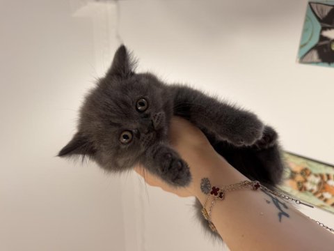 Orjinal safkan top kafa dişi british shorthair