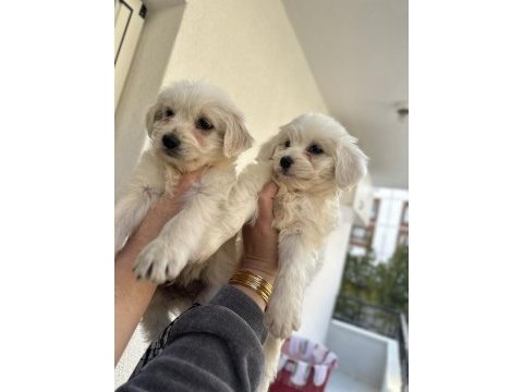 Türkiyede nadir bulunan bichon frise