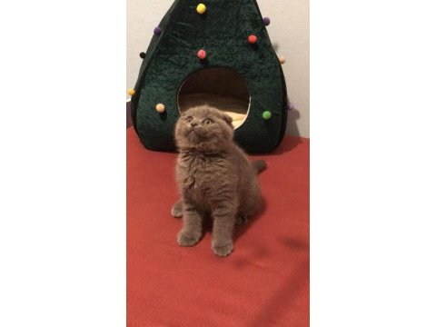 Teslime hazır scottish fold yavrularımız 